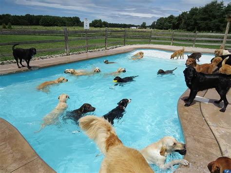 funny pool pictures|funny swimming pool.